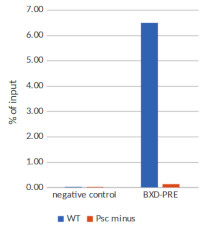 Psc | Polycomb group protein Psc in the group Antibodies Other Species / Drosophila melanogaster at Agrisera AB (Antibodies for research) (AS17 4129)